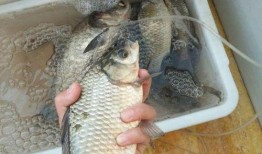 永康爆料鱼夫人被打视频,现场视频曝光，真相令人震惊